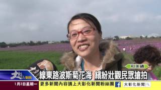 1060102線東路波斯菊花海 繽紛壯觀民眾搶拍