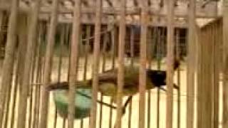 Download Lagu Burung Cang Jambul Power MP3