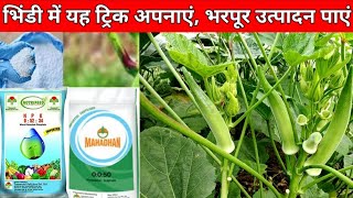 भिंडी की फसल से गुणवत्तापूर्ण का उत्पादन के लिए । NPK का स्प्रे कब करें । Okra Production ।