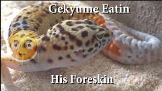 Gekyume Eatin His Circision