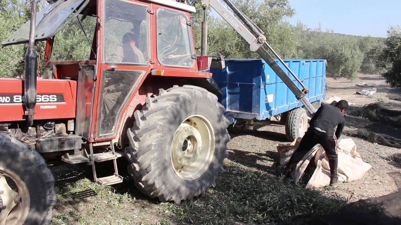 tractor tires Embajadores New Holland “Telescópica en el olivar de Jaén”
