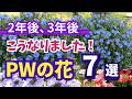 【ガーデニング】PWの人気の花の2年後、3年後!育ててわかった本当の姿!厳選7品種を紹介!あしかがフラワーパーク・ Gardening