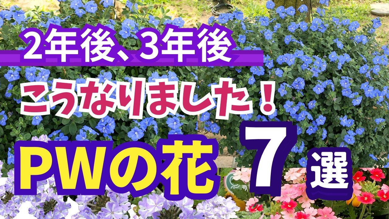 の*ん様 ☘️唯一無二☘️開花株❤️根充実❤️沢山新芽葉ワサワサ元気株❤️321 Gardening] PW's Popular Flowers: Two and Three Years Later! Their