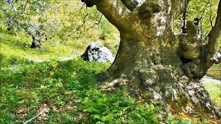Plat In The Forest With Amazing Nebari - Bonsai Inspiration From Nature