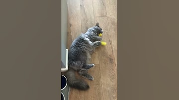 Catnip Banana makes Cat Crazy