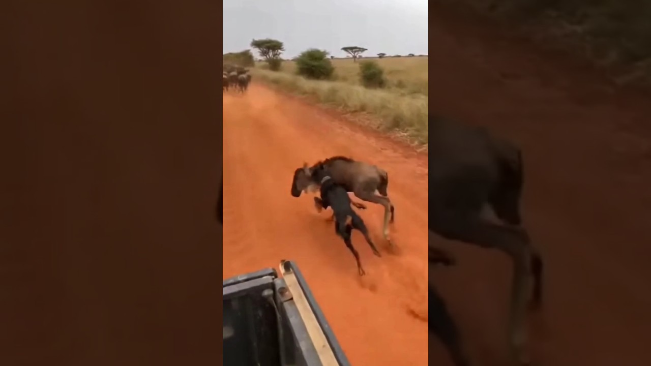 Pickup Truck POV Doberman Collides with Wildebeest in Dust Explosion 