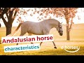 Andalusian horse  characteristics origin  disciplines