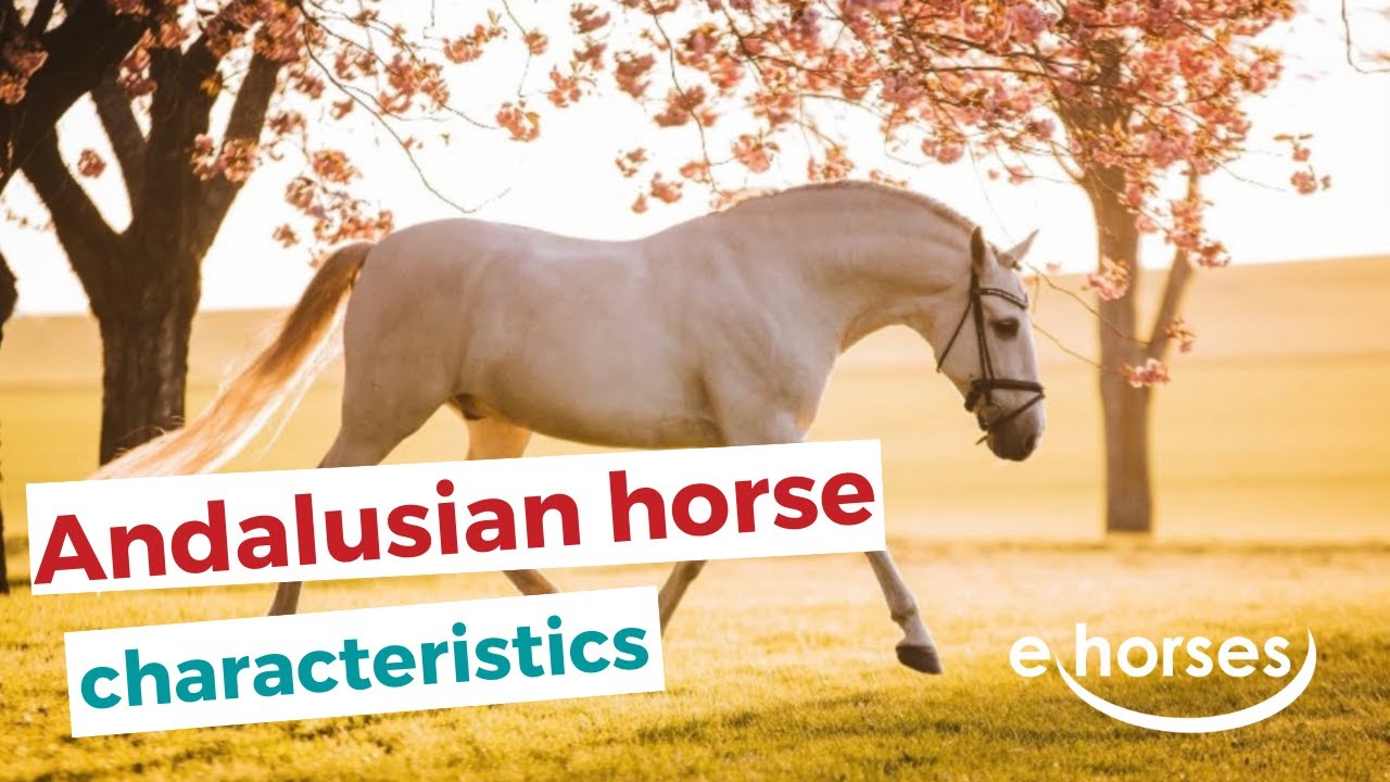 Andalusian Horse | Characteristics, Origin \U0026 Disciplines