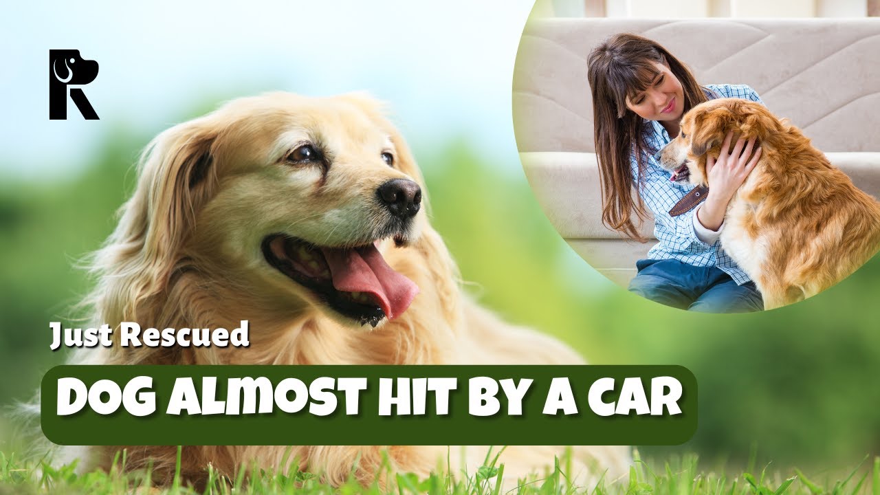 "JUST RESCUED – DOG ALMOST HIT BY A CAR! 🚨This morning, as we were ...