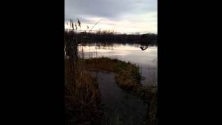 Успех с третьей попытки...(Ловля щуки на озере в Тарашанах, Черновицкой области., 2015-12-12T15:53:29.000Z)