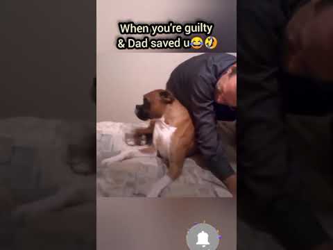 Guilty Dog hiding