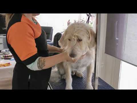 Griffon Fauve de Bretagne Ari en Theo. Trimster aan huis. Home Grooming . Movie 004