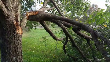 The Bradford Pear Tree: Why you shouldn