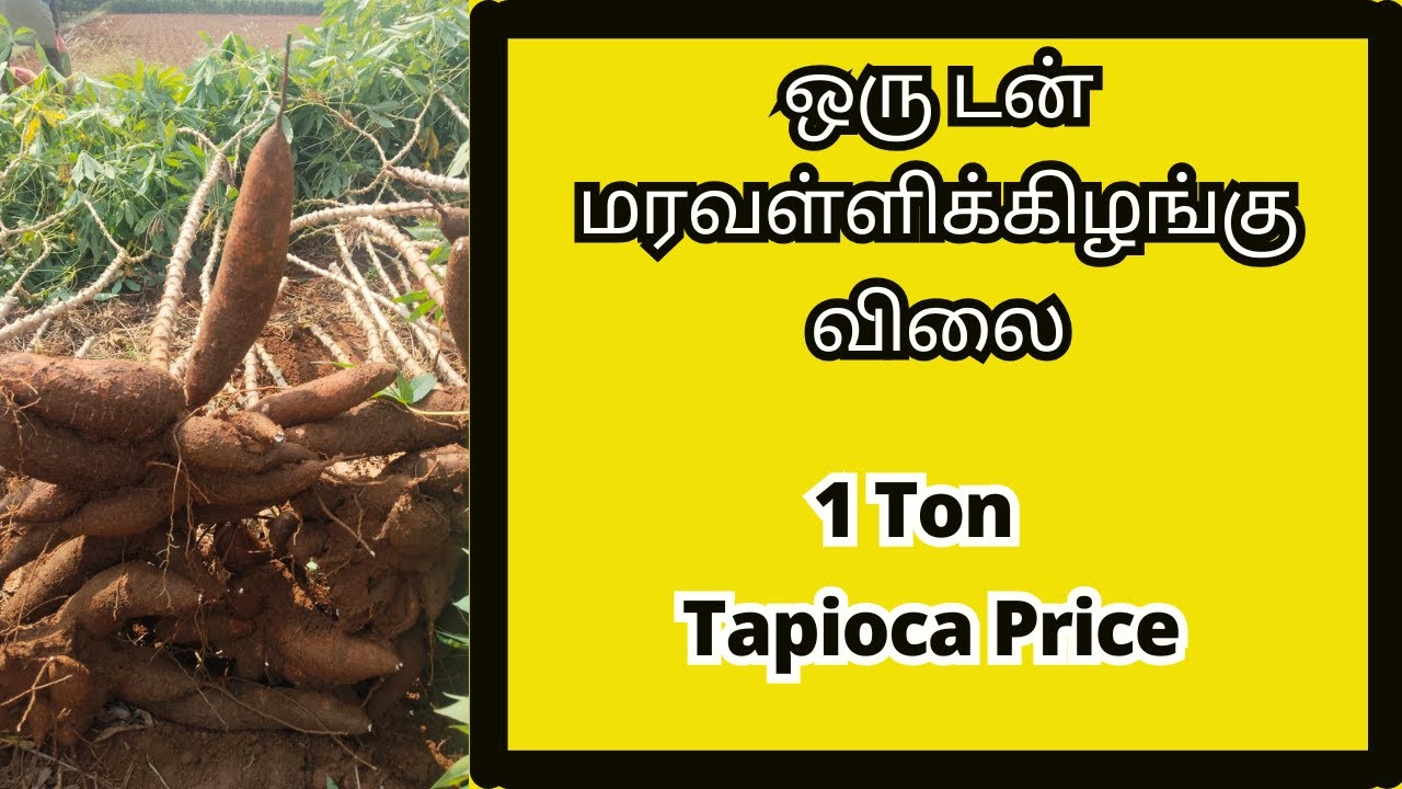 Tapioca Cost Tapioca Market Price 25-12-2025 - YouTube