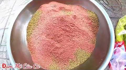 Câu Cá TV Câu Cá Chép Bằng Mồi Câu Cá Trôi, Chép, Rô Phi, Hiệu Quả - Dễ Làm Nhí CuTe