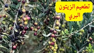 كيفية تطعيم شجرة الزيتون البري||طريقة تطعيم الزيتون ? | how to graft olive tree