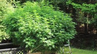 Week 2 of flower cannabis outdoor grow  Purple Trainwreck! Organic!