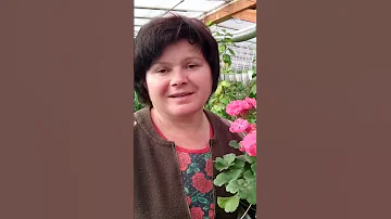 Обрезка пеларгоний осенью. Ссылка🔗 в комментариях! #аннапирматова #пеларгонии