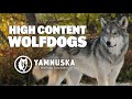 What is it like to own a high content wolfdog