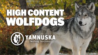 What is it like to own a High Content Wolfdog?