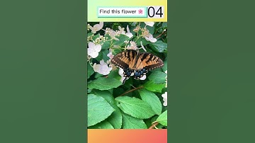 Find The Hidden Object in the Picture 🧐 #shorts