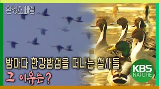 밤마다 한강 밤섬을 떠나는 철새들, 그 이유는?  [환경스페셜  도시철새, 머물 곳이 없다] / KBS 20030319 방송