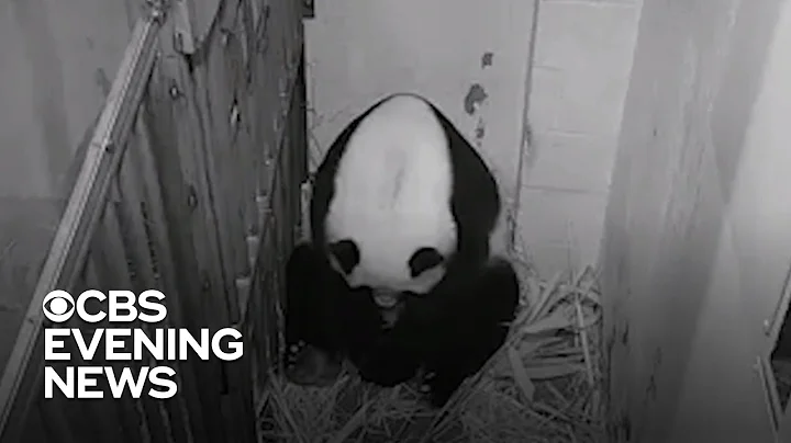 Giant panda gives birth at Smithsonian's National Zoo - DayDayNews