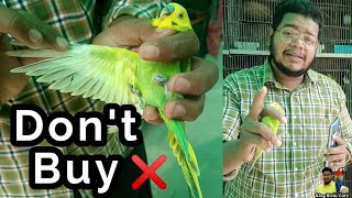 How to buy a healthy parrot | Budgies kaise kharide | Australian parrot buying tips screenshot 4