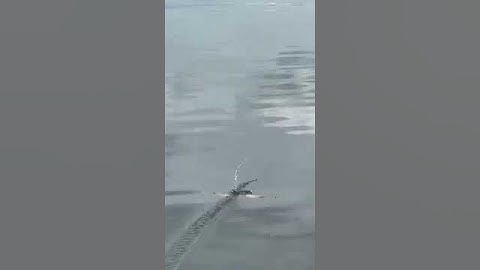 mất phao và tiếng rít cước