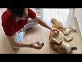 かいかいかいかい、のゆきちゃん 柴犬ゆき Shiba inu, Yuki