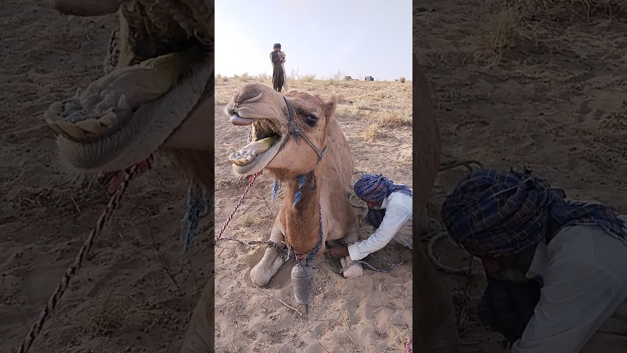 Camel fight more man