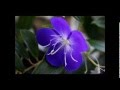 芽生えてそして / T.Inouye