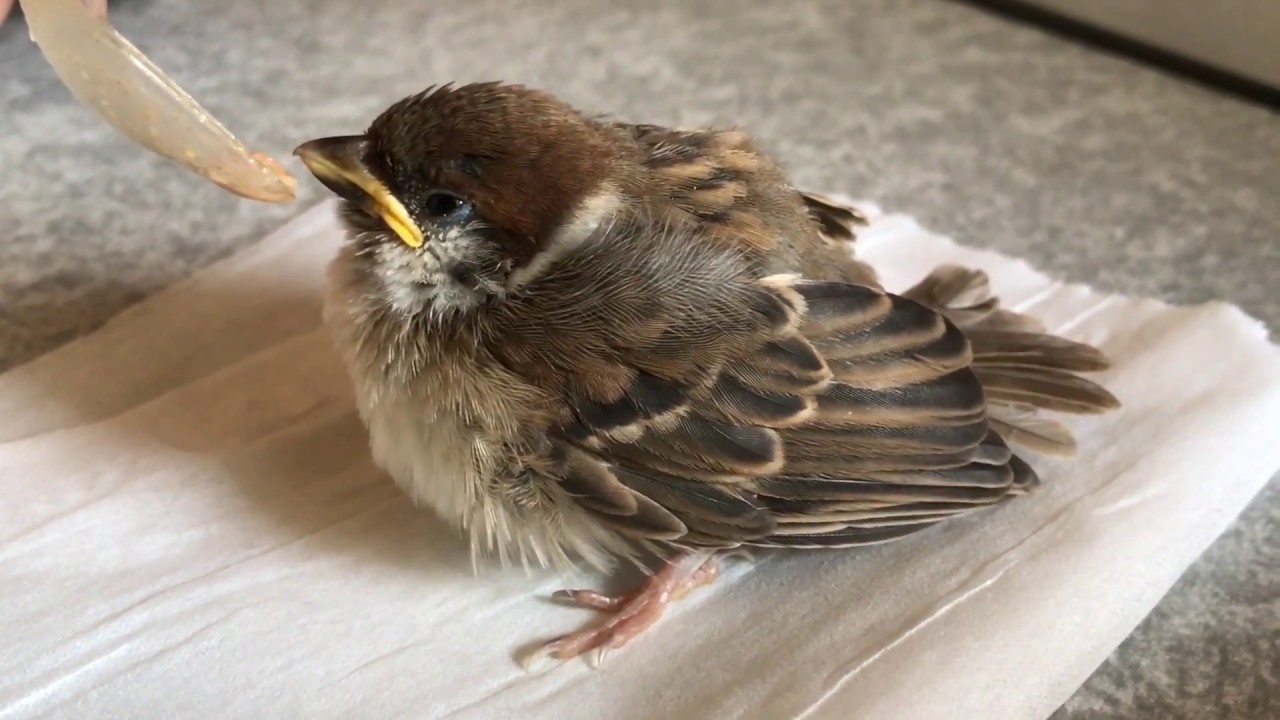 スズメ の 餌 の やり方