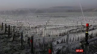 Weather Events - Frost strikes France again (France) - BBC - 8th April 2022