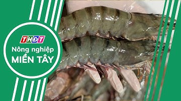 Rào cản của xuất khẩu tôm | Nông nghiệp Miền Tây