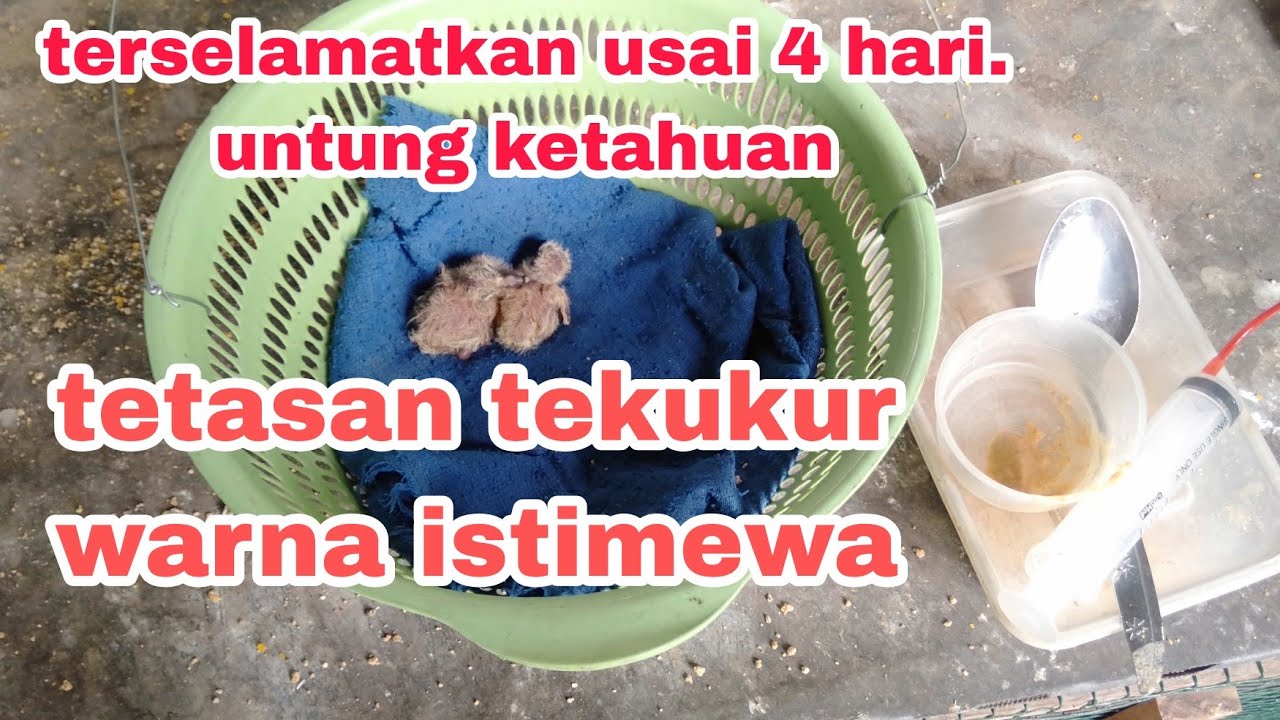 cara meloloh anak tekukur warna yg masih usia 4 hari