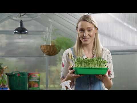 Video: Saulėgrąžų sodinimas: kaip sodinti saulėgrąžų sėklas