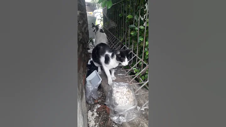 Video 1404201: persian cat meow kucing, persian cat kitten meowing, persiancat cats catlover, persian cat baby meow, persian cat kitten animal