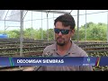 Sequía provoca que agricultor pierda cerca de un 70% de su producción en Cabo Rojo