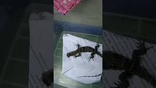 Gak nyangka.Anak Biawak doyan Makan Jangkrik #shortvideo #reptileindonesia #hewanpeliharaan #veranus