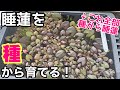 睡蓮を種から育ててみると○○な睡蓮が咲きました!メダカ睡蓮ビオトープ