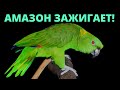 Попугай Поёт  Как Оперная Певица !!! Parrot Sings Awesome Opera Song!!!