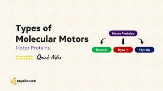 Motor Proteins | Types of Molecular Motors