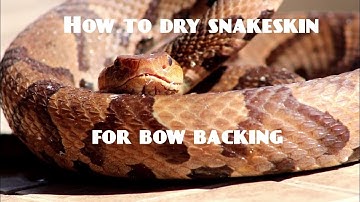 How to Skin a Snake for Bow Backing