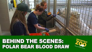 Behind the Scenes: Polar Bear Blood Draw