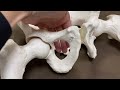 Anatomy of pelvis around obturator foramen