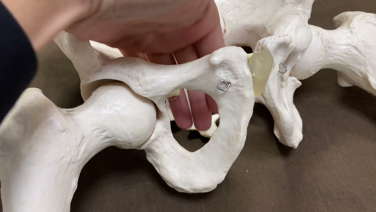 Anatomy of pelvis around obturator foramen