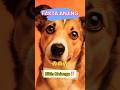 Fakta Anjing yang Jarang Diketahui 🐶 Bikin Takjub‼️