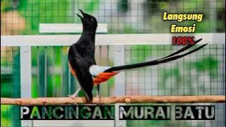 Pancingan Burung Murai Batu Cepat Respon !
