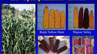 Hybrid, F1, Double Cross, and Open pollinated Corn  What Does it All Mean? HD 720p